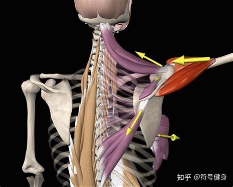 男人肩相解析,第2张 男人肩相解析,第2张